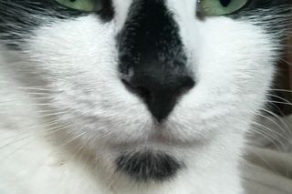 Ponad setka kotów czeka na adopcję. Konińskie schronisko jest przepełnione