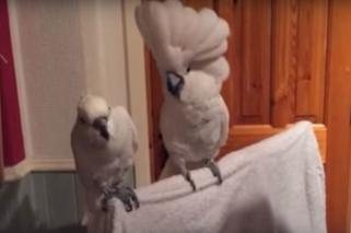 Papuga tańczy rock'n'rolla do piosenki Elvisa Preslaya VIDEO