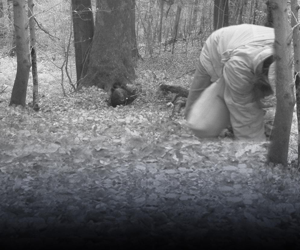 Niedźwiadek w lesie