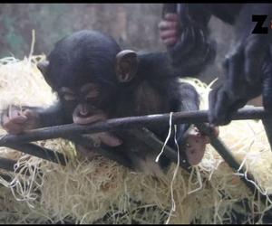 Gdańskie Szympansiątko - już sama nazwa rozczula. Zobacz film z nowym mieszkańcem zoo