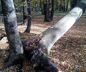 Drzewa w parku Zielona w Dąbrowie Górniczej zaatakował grzyb z Azji. Trwa wycinka