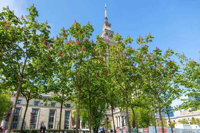 Plac Centralny w Warszawie pod koniec budowy