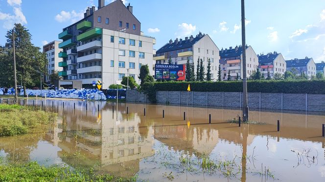 Stabłowice. Tak ratowali gołębie z działek