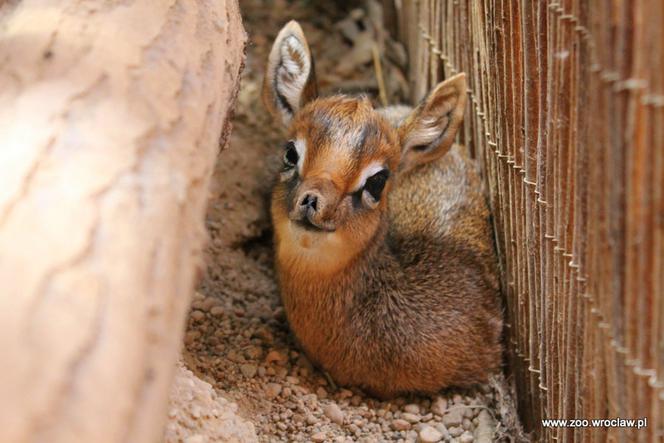 Narodziny antylopy dikdik we Wrocławiu