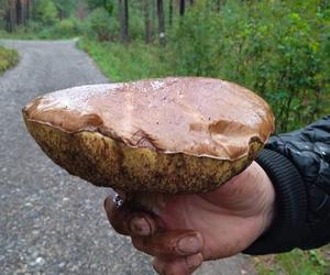 Wysyp grzybów w Janowskich Lasach! Czytelnicy chwalą się obfitymi zbiorami