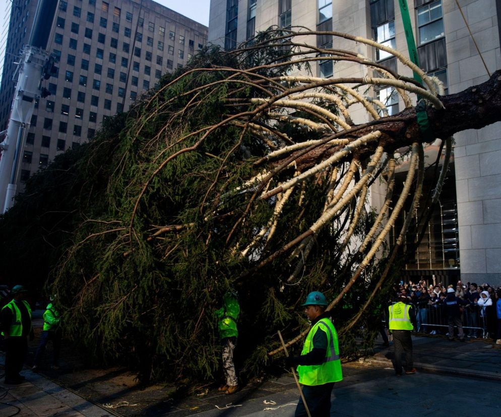 W Nowym Jorku stanęła choinka. Tłumy towarzyszyły jej transportowi