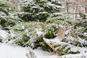 Śnieg w ogrodzie: chroni rośliny czy im szkodzi