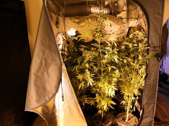 Kolejna plantacja marihuany zlikwidowana przez policjantów