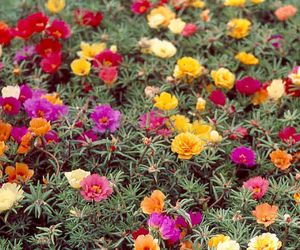 Portulaka wielkokwiatowa - Portulaca grandiflora