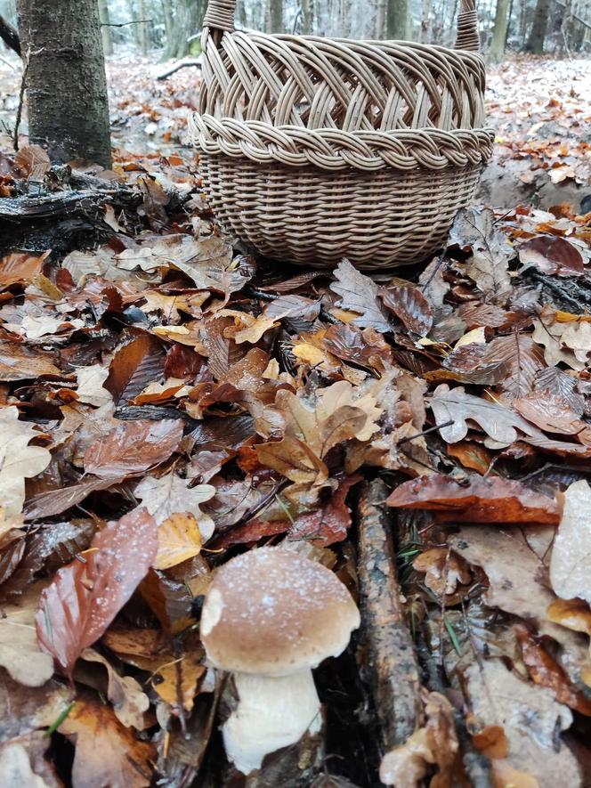 Listopadowe grzyby w świętokrzyskich lasach