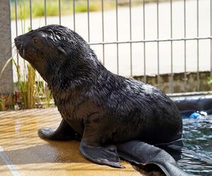 W ZOO Wrocław na świat przyszedł prawdziwy MODEL! Zobaczcie, jak pozuje młodziutki kotik