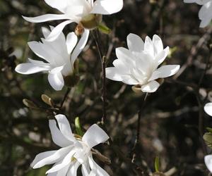 Magnolia gwiaździsta - Magnolia stellata