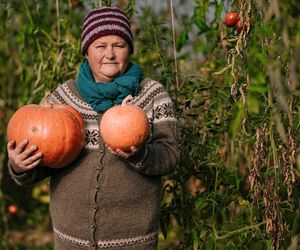 Dynie w tym roku mniejsze o 30 procent. Symbol jesieni i Halloween ginie w oczach. Dane od rolników z warmińsko-mazurskiego