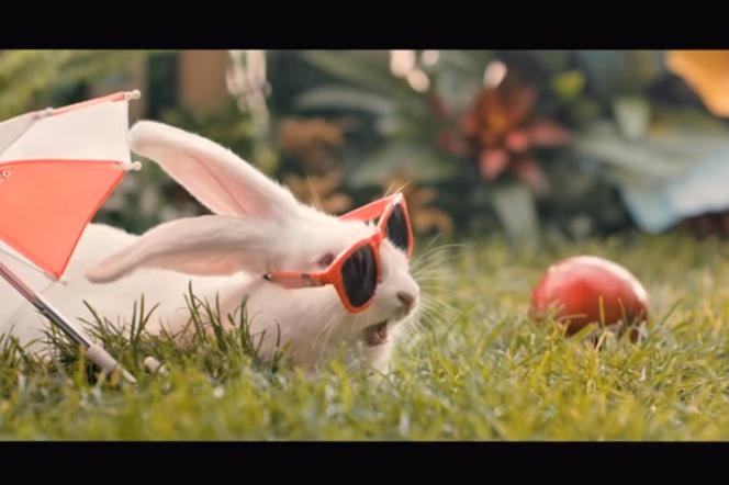 Reklama z królikami - dlaczego ministerstwo obraża Polaków? 