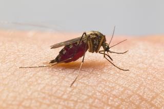 KOMARY roznoszą dengę! Umiera na nią nawet co PIĄTY pacjent