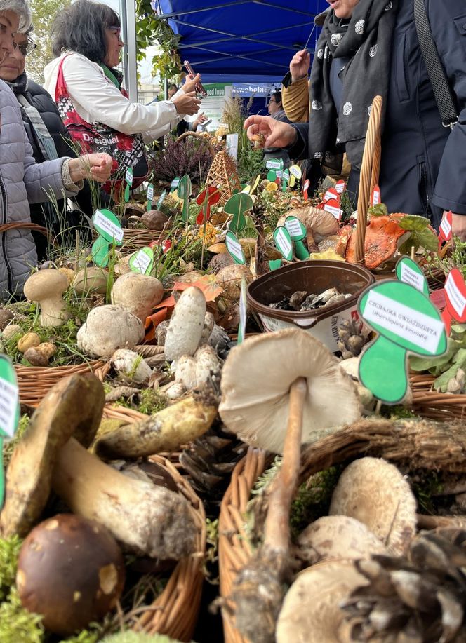 Grzybowe święto w Lublinie. Plac Litewski zamienił się w las pełen grzybów.