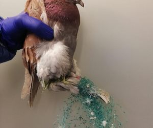 Śmierć w żyłce. Warszawskie ptaki giną przez śmieci wędkarzy.