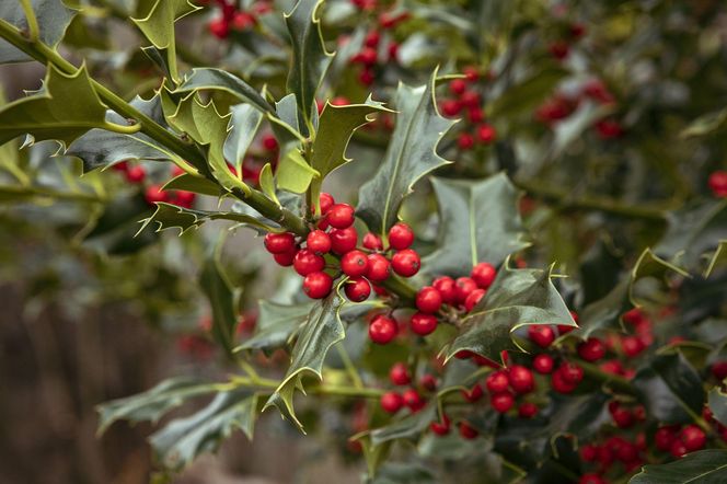 Ostrokrzew kolczasty