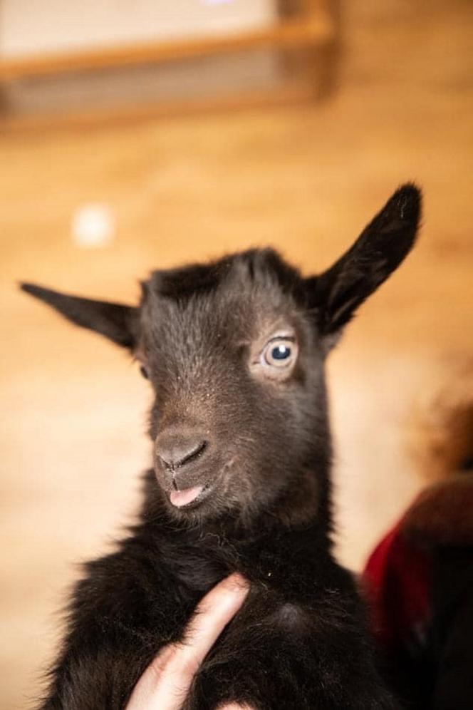 Pierwsze urodziny małego Stefanka