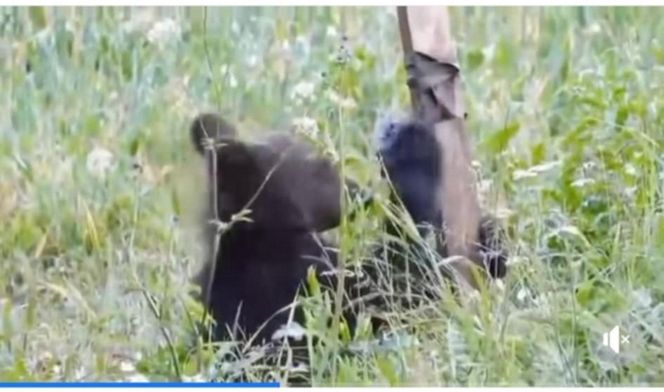 Bieszczadzkie misie lubią technologie