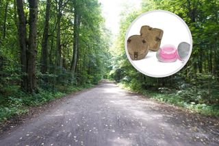 Widzisz w lesie pastylkę koloru zielono-brązowego? Bezwzględnie jej nie dotykaj
