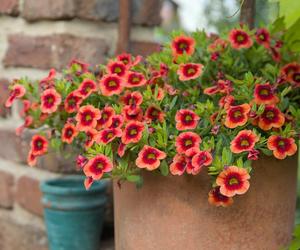 Calibrachoa, Million Bells. Zdjęcia