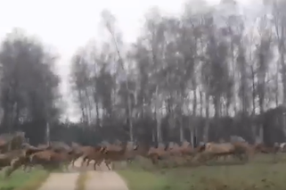 Co za widok! Ogromne stado jeleni przebiegło przez drogę [WIDEO]