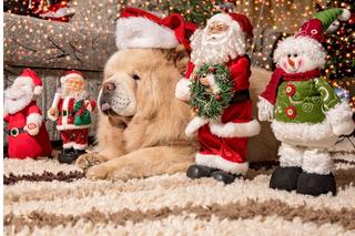 Przesądy wigilijne na świecie. Niektóre mogą szokować