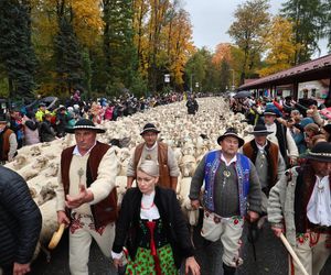 Owce opanowały Szczawnicę. Tak wyglądał redyk jesienny w małopolskim uzdrowisku