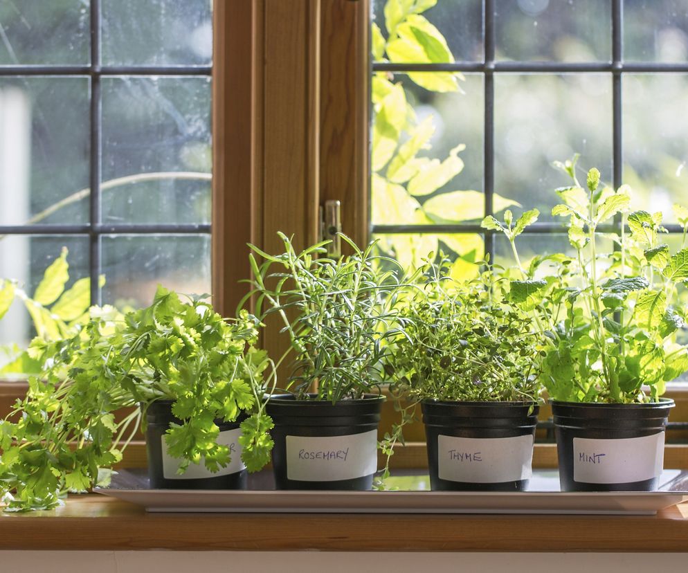 Zioła fotouczulające - które zioła uczulają na słońce? [LISTA]