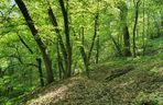 Nowy rezerwat blisko Bydgoszczy. Co można podziwiać na Zboczach Świętopełka? Jak tam dotrzeć? 