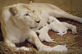 5 Białe lwy w Zoo Safari Borysew