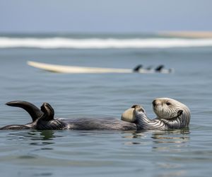 Wydry morskie szaleją w Kalifornii. Kim jest futrzany rabuś?