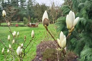 Piękne magnolie pod Poznaniem