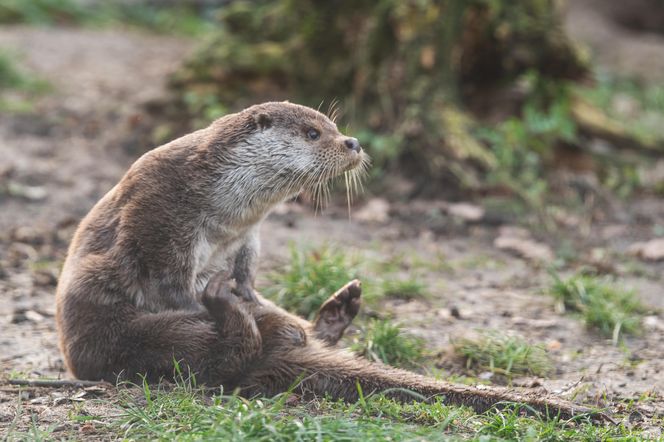 Dni Odry we wrocławskim zoo