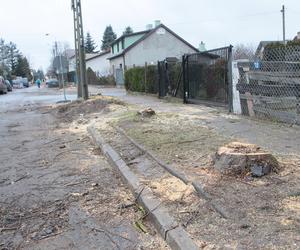  W Wołominie wycinają drzewa na potęgę! Mieszkańcy są wściekli