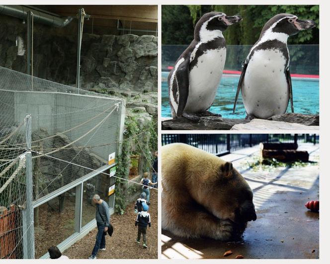 Śląski Ogród Zoologiczny ma się czym pochwalić. TOP 10 ciekawostek