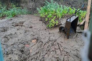 Mieszkańcy Targówka zrobili wyspę dla kaczek, urzędnicy wyrzucili ją w błoto