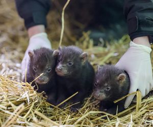 Najsłodsze trojaczki w Łodzi! W zoo urodziły się pieski leśne [GALERIA]