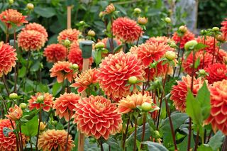 Dalia ogrodowa - Dahlia × cultorum. Sadzenie, uprawa i odmiany