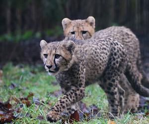 Wrzuć do puszki WOŚP i nadaj imiona gepardom z gdańskiego ZOO