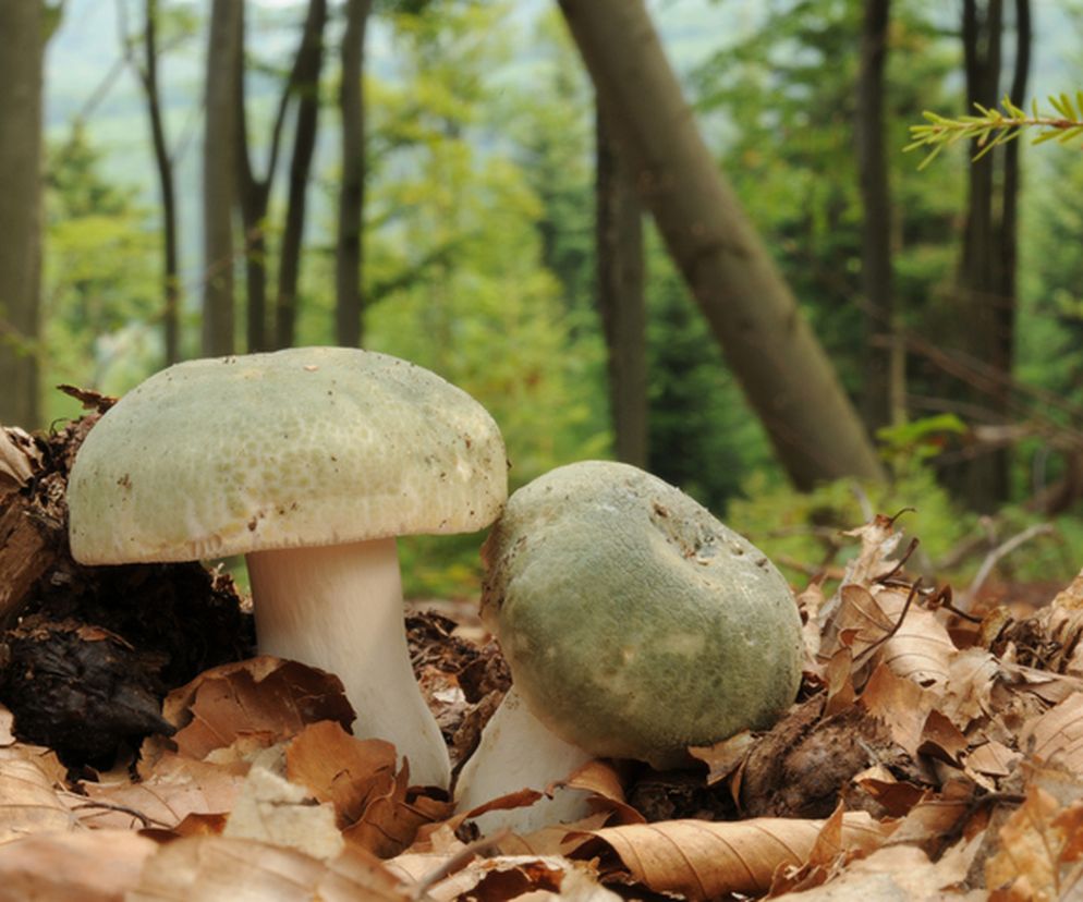 W Polsce możemy go spotkać zarówno na obszarach nizinnych, jak i wyżynnych. Zazwyczaj występuje pojedynczo lub po kilka sztuk