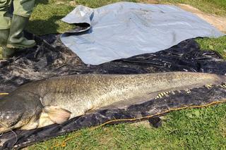 Na stawach w Starym Sączu złowił ogromnego suma