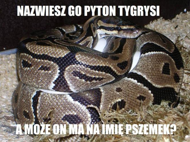 PYTON W MEMACH