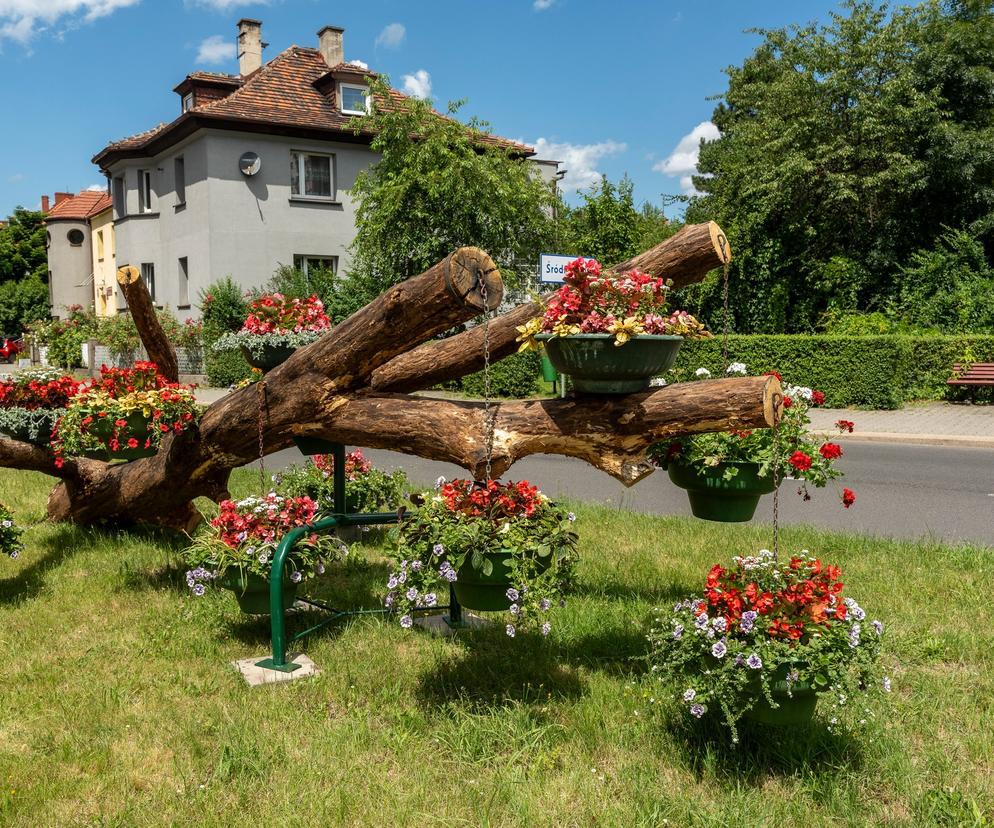 Kwietne aranżacje zakwitły w Zabrzu