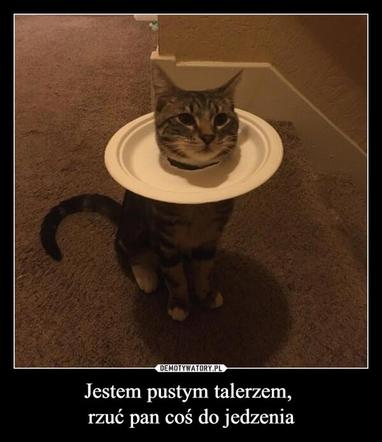 Koty opanowały internet! Memy z mruczkami bawią do łez [TOP 45]