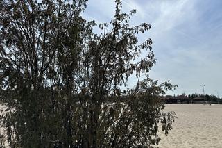 Największa pustynia w Europie leży w Małopolsce. „Róża Wiatrów” turystycznym hitem