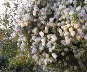 Clematis 'Bill MacKenzie'