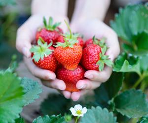 Szypułki truskawek – wyrzucać czy jeść? Sprawdź, co na to eksperci