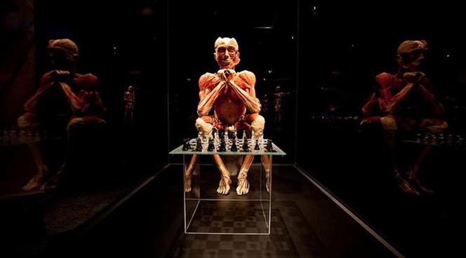 BODY WORLDS – najliczniej odwiedzana wystawa świata powraca do Wrocławia [ZDJĘCIA]